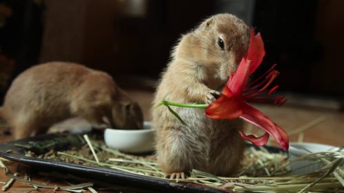 Two gerbils in the frame one in the back ground out of focus eating from a small bowl with the other in the foreground standing on two legs eating a red flower